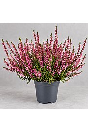 Calluna Marlies; Ø9 cm