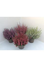 Calluna Garden Girls Ø 17 mix