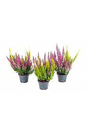 Calluna Beauty Ladies Ø 6 Twins