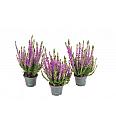 Calluna Beauty Ladies Ø 6 lila