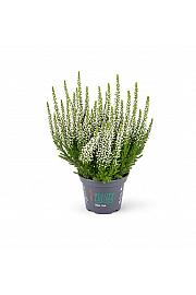 Calluna Beauty Ladies Ø 6 bela