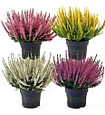 Calluna Beauty Ladies Ø12 mix