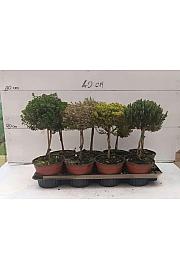 Thymus Ø14 mix Na Steblu 15 cm