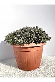 Thymus lady d Ø25