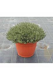 Thymus faustini Ø35