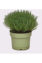 Thymus faustini Ø19