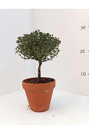 Thymus faustini Ø11 terracotta lonec Na Steblu 10 cm