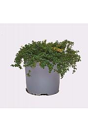 Thymus doone valley Ø14