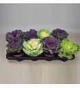 Brassica  Ø 12 mix
