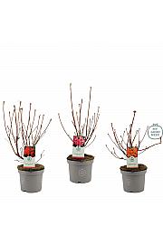 Azalea mollis Anneke C5 Lit. 40-50 cm