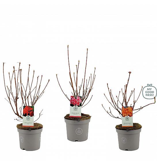 Azalea mollis Anneke C5 Lit. 40-50 cm