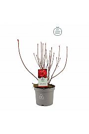 Azalea mollis Koster Briljant Red C5 Lit. 40-50 cm