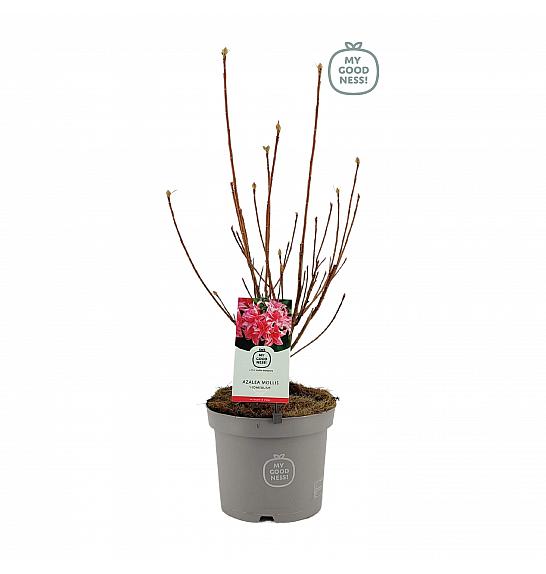Azalea mollis Homebush C5 Lit. 40-50 cm
