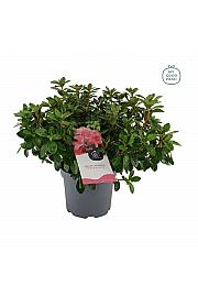 Azalea japonica Orange Beauty C3 Lit. 35-45 cm