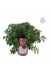 Azalea japonica Mulie Gilbert C3 Lit. 35-45 cm
