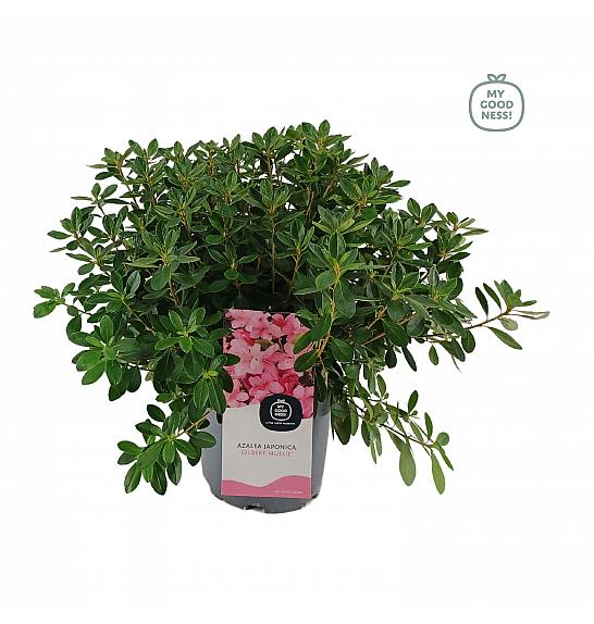 Azalea japonica Mulie Gilbert C3 Lit. 35-45 cm