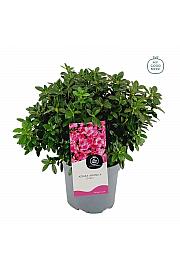 Azalea japonica Isabelle C3 Lit. 35-45 cm