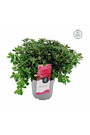 Azalea japonica Hino Crimson C3 Lit. 35-45 cm