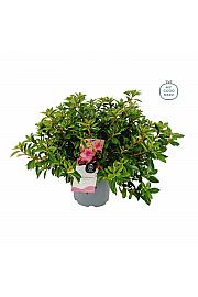 Azalea japonica Gorbella C3 Lit. 35-45 cm