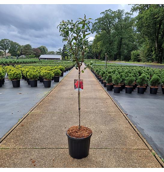 Azalea (KH) Royal Command C15 Lit. Na steblu 60 cm Krogla