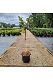 Azalea (KH) Gold Topas C15 Lit. Na steblu 60 cm Krogla