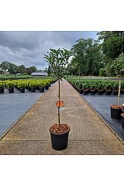 Azalea (KH) Gibraltar C15 Lit. Na steblu 60 cm Krogla