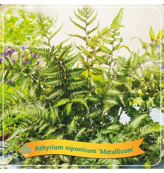 Athyrium niponicum Metallicum C5 Lit.