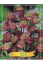 Astrantia major red Ø11