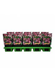 Astrantia major pink Ø11