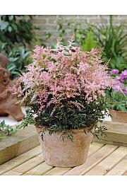 Astilbe Sprite Ø11