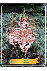 Astilbe Spotlight Ø11