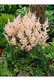 Astilbe Peach Blossom Ø11