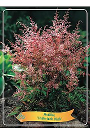 Astilbe Inshriach Pink Ø11
