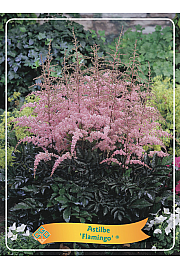 Astilbe Flamingo® Ø11