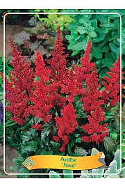 Astilbe Fanal Ø11