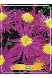 Aster Bahama ® Ø11