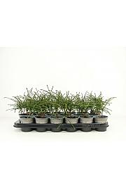 Thuja plicata Whipecord Ø9