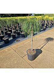 Thuja plicata Whipcord extra C18 Lit. Na steblu 80 cm