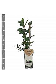 Aronia prunifolia Viking C2 Lit. 30-40 cm