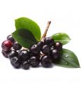 Aronia prunifolia Viking C2 Lit. 40-60 cm (16047)