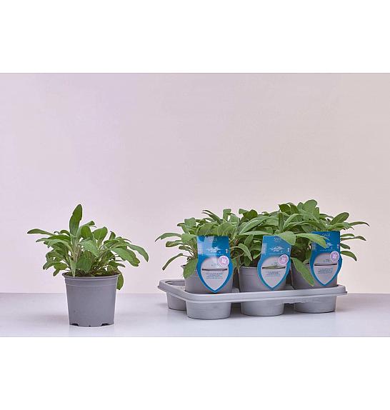 Aroma riserva Salvia officinalis Ø14