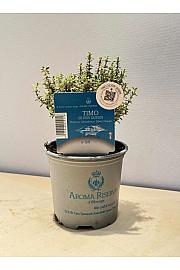Aroma riserva Thymus silver queen Ø9