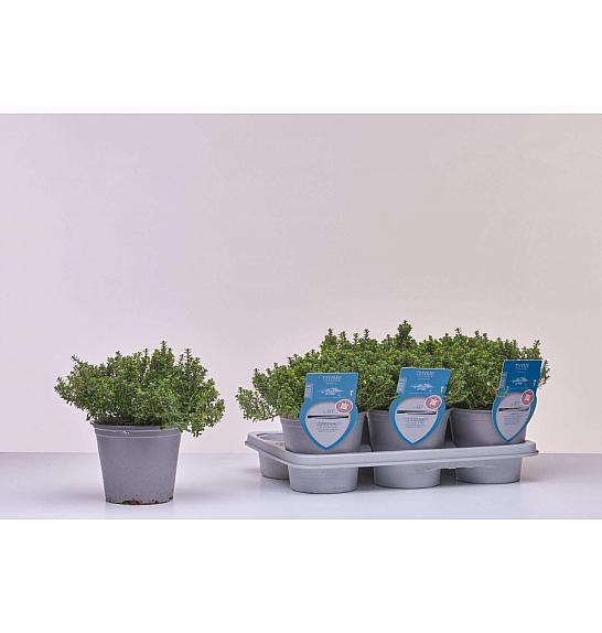 Aroma riserva Thymus citrodorus Ø14