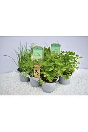 Aroma riserva Lactuca sativa Ø9 mix 3 pack