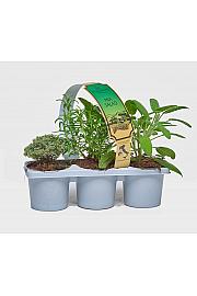 Aroma riserva Lactuca sativa Ø9 mix 3 pack