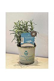 Aroma riserva Rosmarinus officinalis Ø9
