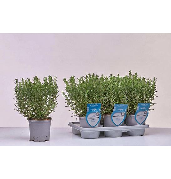 Aroma riserva Rosmarinus officinalis Ø14