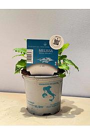 Aroma riserva Melissa officinalis Ø9