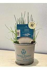 Aroma riserva Allium schoenoprasum Ø9