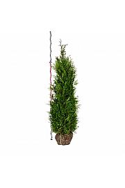 Thuja plicata Martin bala 180-200 cm extra